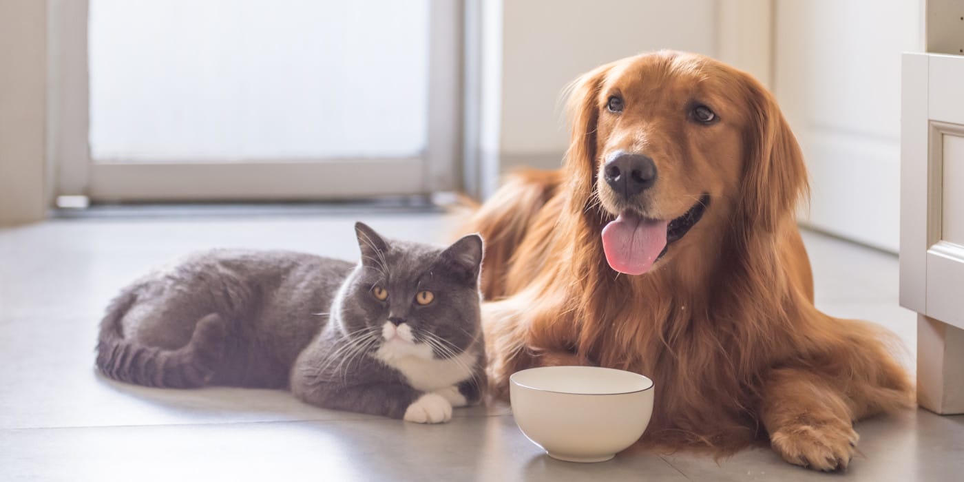 barf-frostfutter-hund-katze