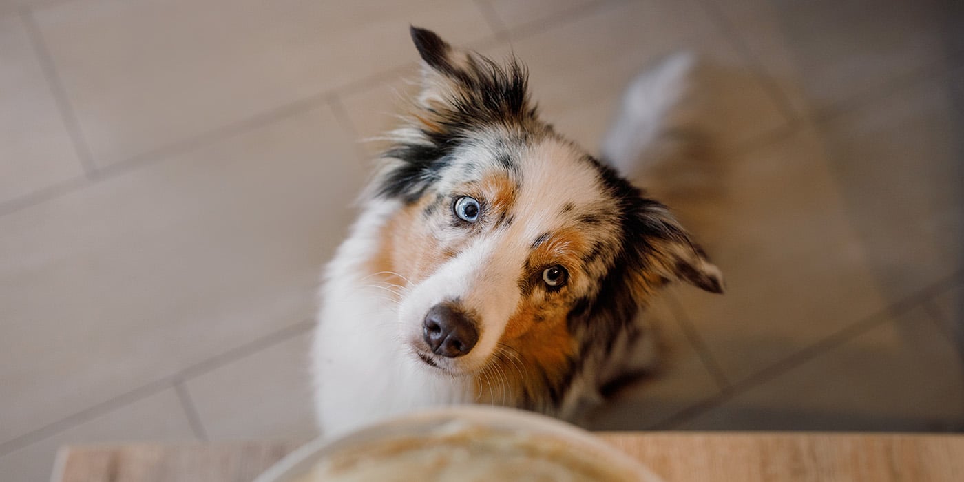 barf-gefluegel-hund