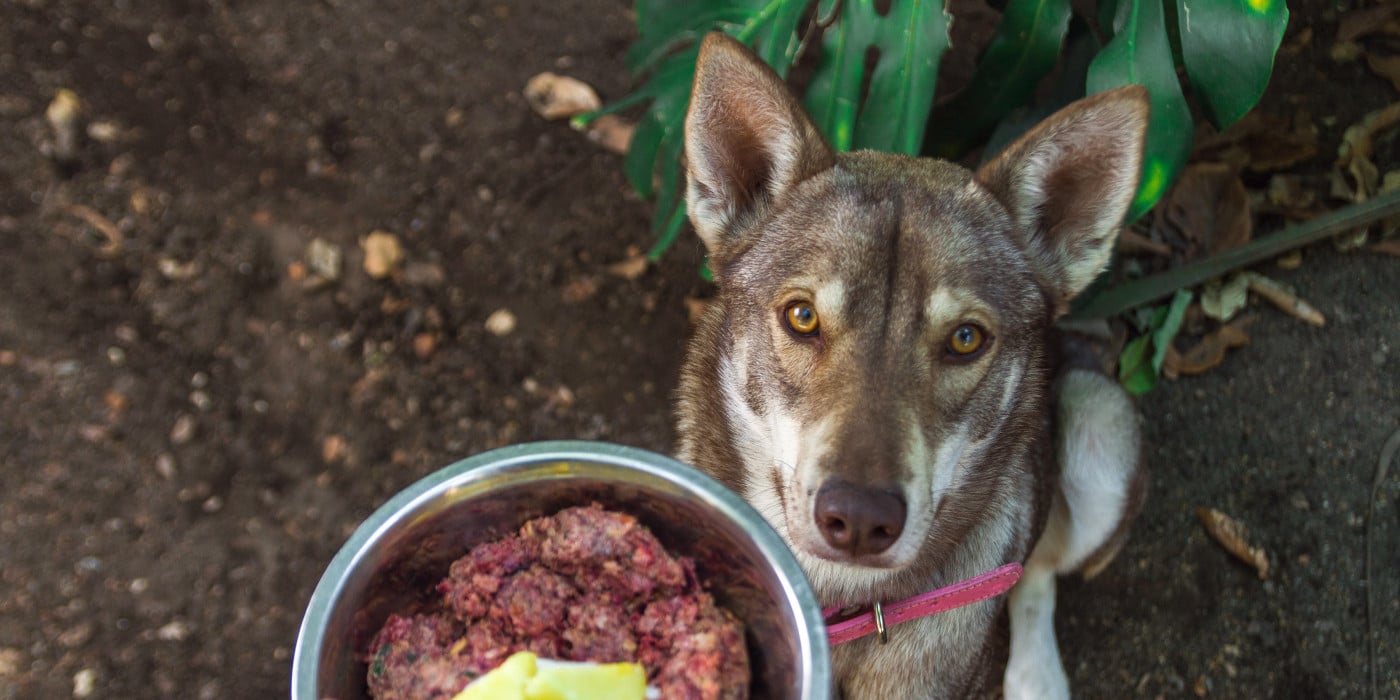 barf-fleisch-fuer-hunde