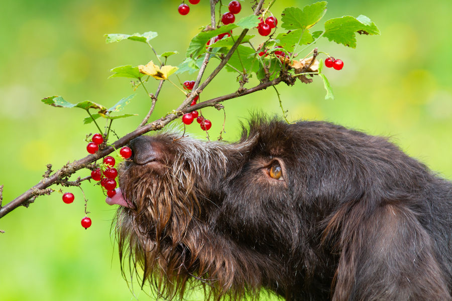 Hund schleckt an Johannisbeeren