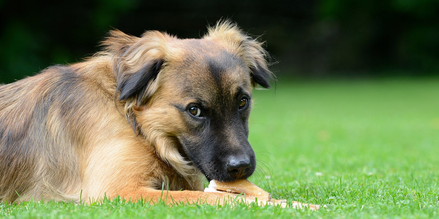 barf-wild-hund