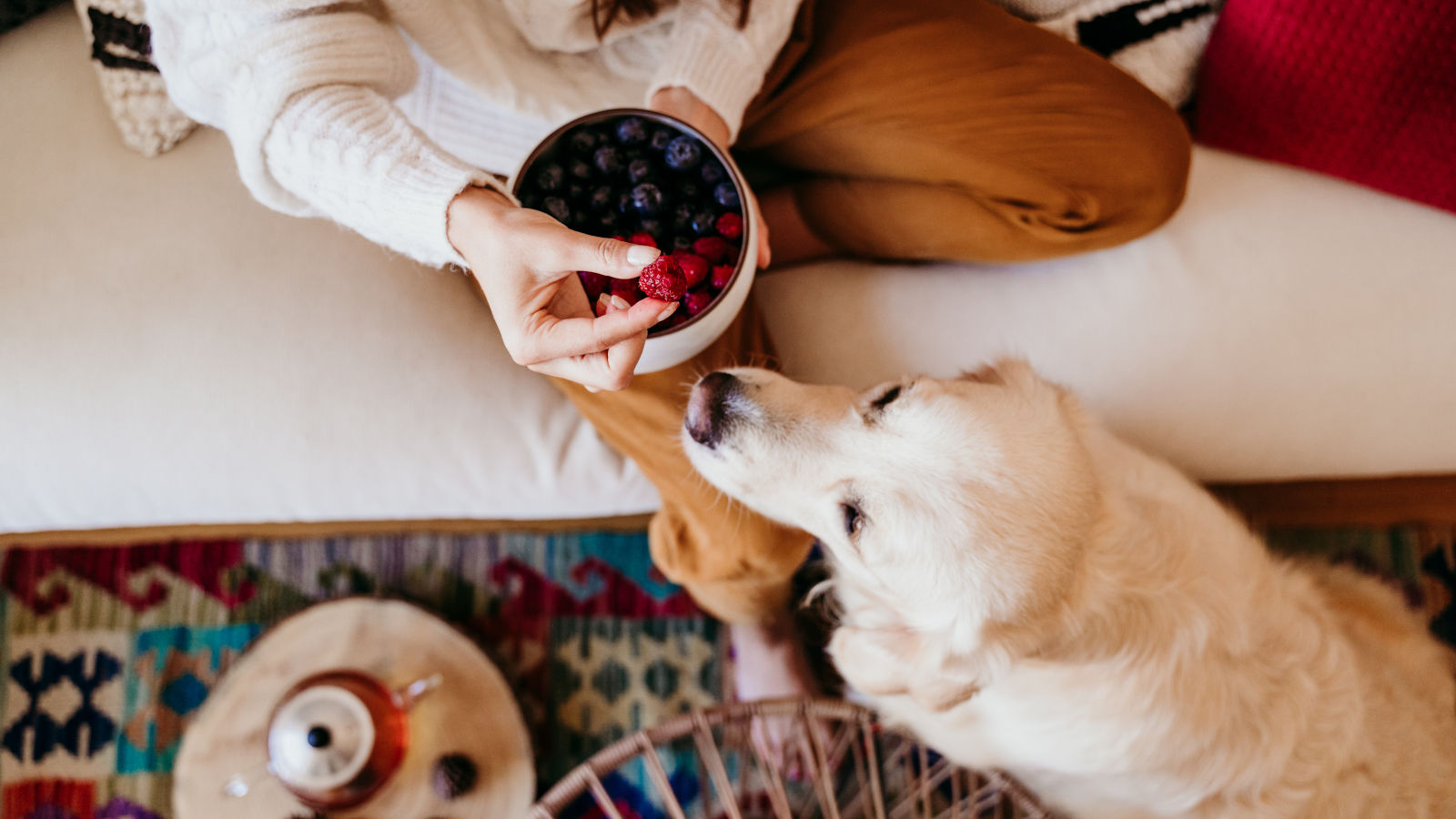 duerfen-hunde-himbeeren-essen