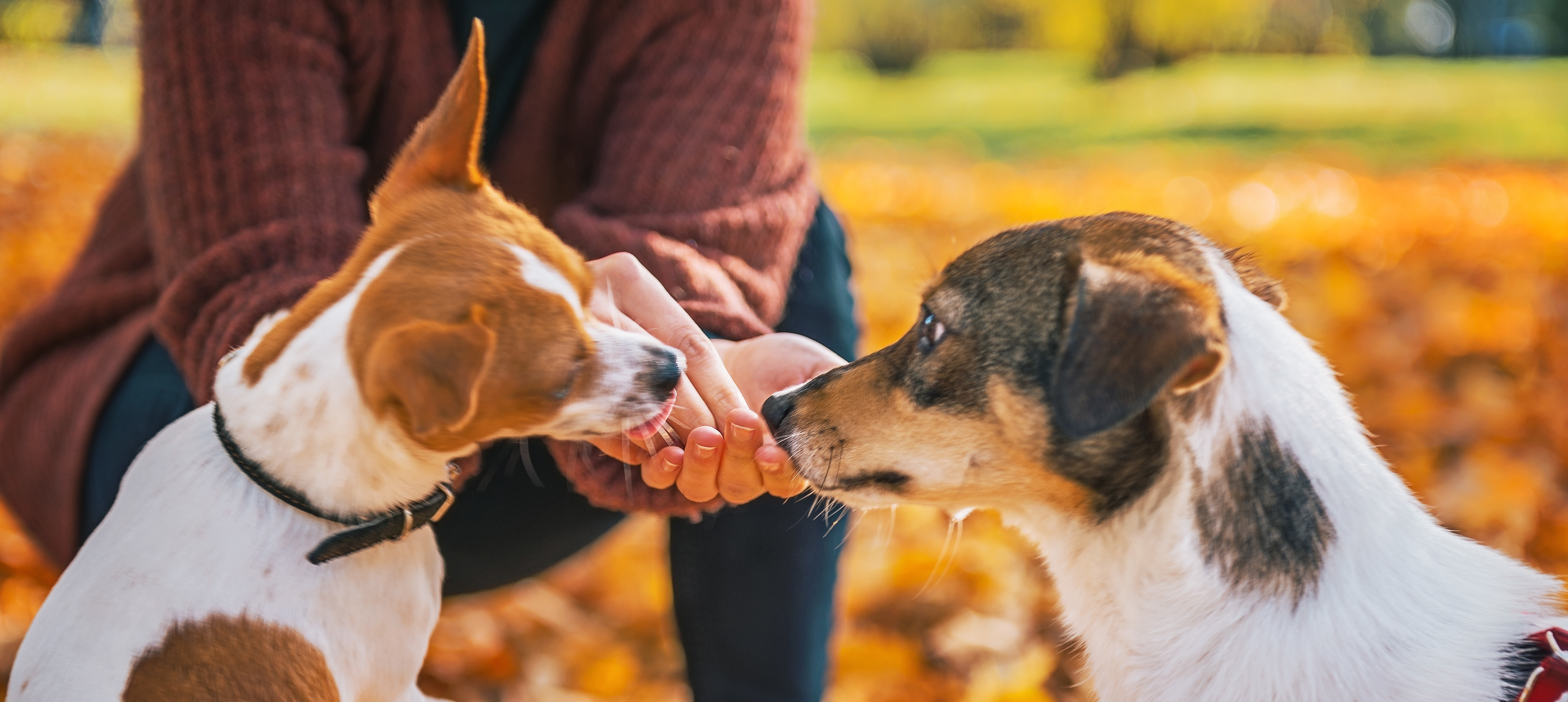 snack-fuer-hunde