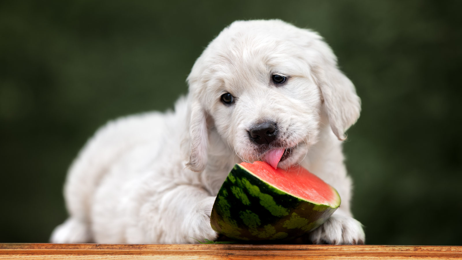 duerfen-hunde-wassermelone-essen duerfen-hunde-wassermelone-essen