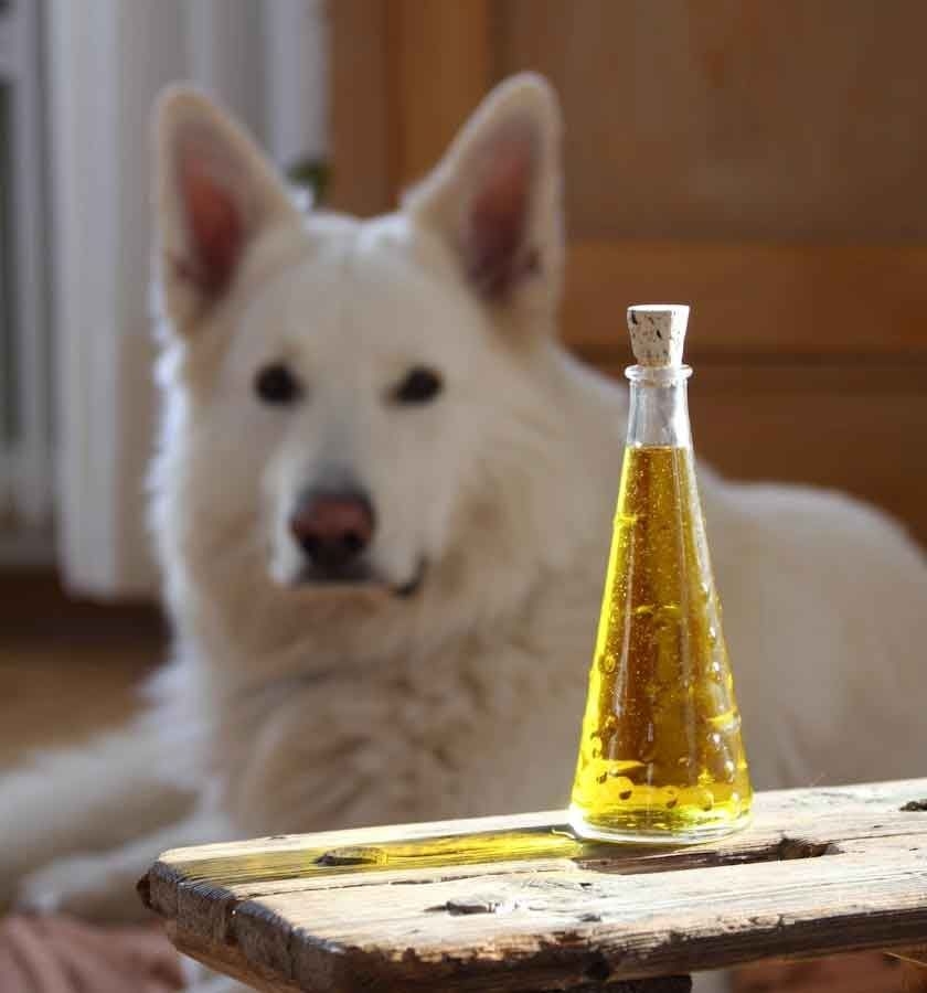 Eine durchsichtige Glasflasche mit gelbem Öl steht auf einem rustikalen Holztisch. Im Hintergrund liegt ein weißer Hund mit aufgerichteten Ohren.