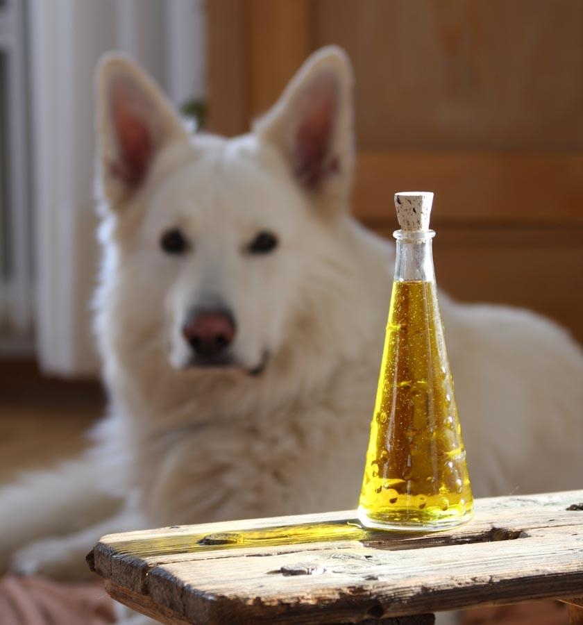 Eine bauchige Glasflasche mit gelbem Öl und Korkverschluss steht auf einem rustikalen Holztisch. Im Hintergrund liegt ein großer, weißer Hund unscharf im Fokus.