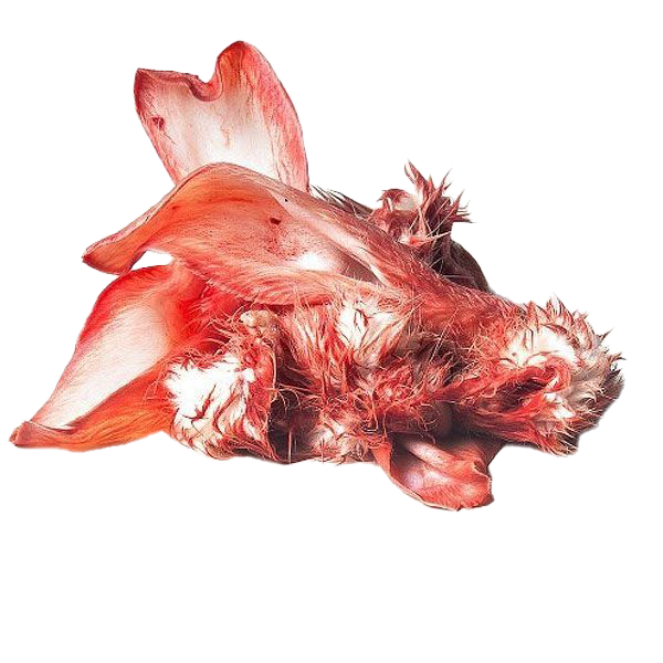 Rohe Kaninchenohren mit Fell und Hautresten, unregelmäßig geformt. Die Oberfläche ist rot bis rosa mit teils behaarten und teils glatten Bereichen.