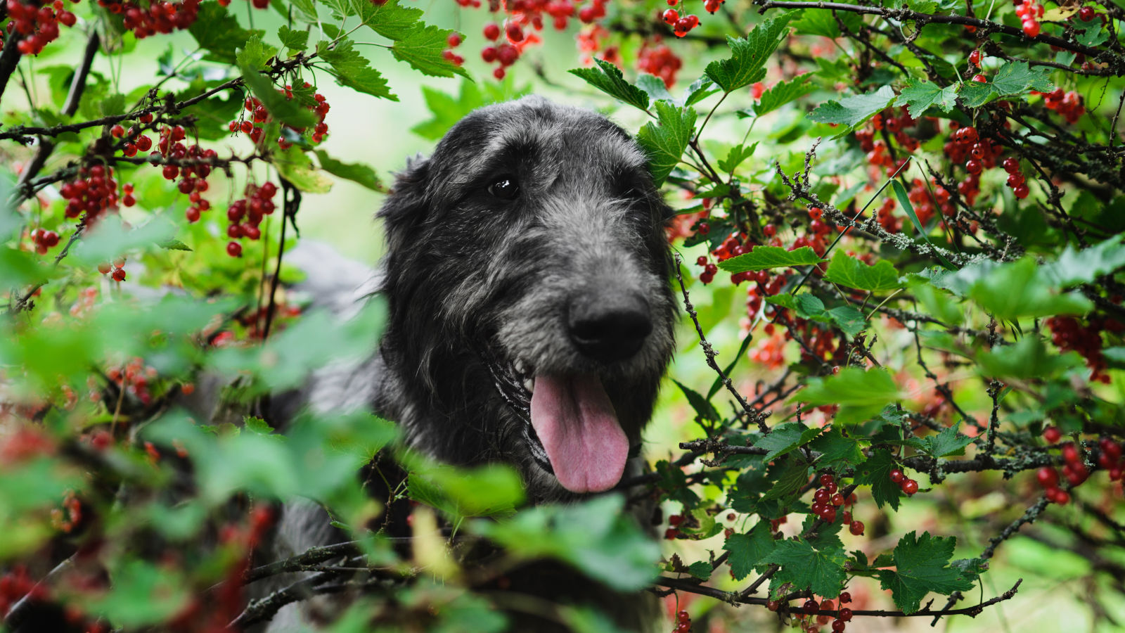 duerfen-hunde-johannisbeeren-essen Dürfen Hunde Johannisbeeren essen