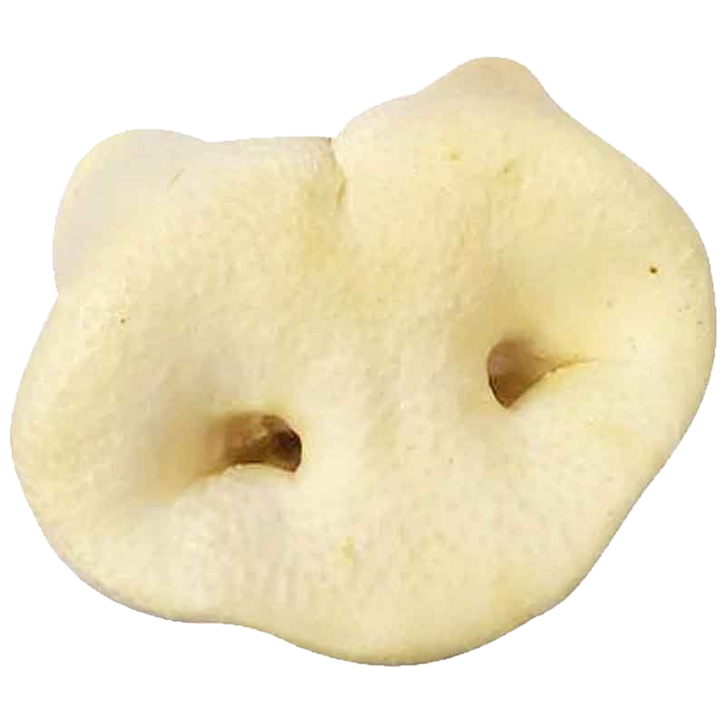 Eine hellbeige, rundlich gewölbte Schweinenase mit zwei gut sichtbaren Nasenlöchern und leicht poröser, gepuffter Oberfläche.
