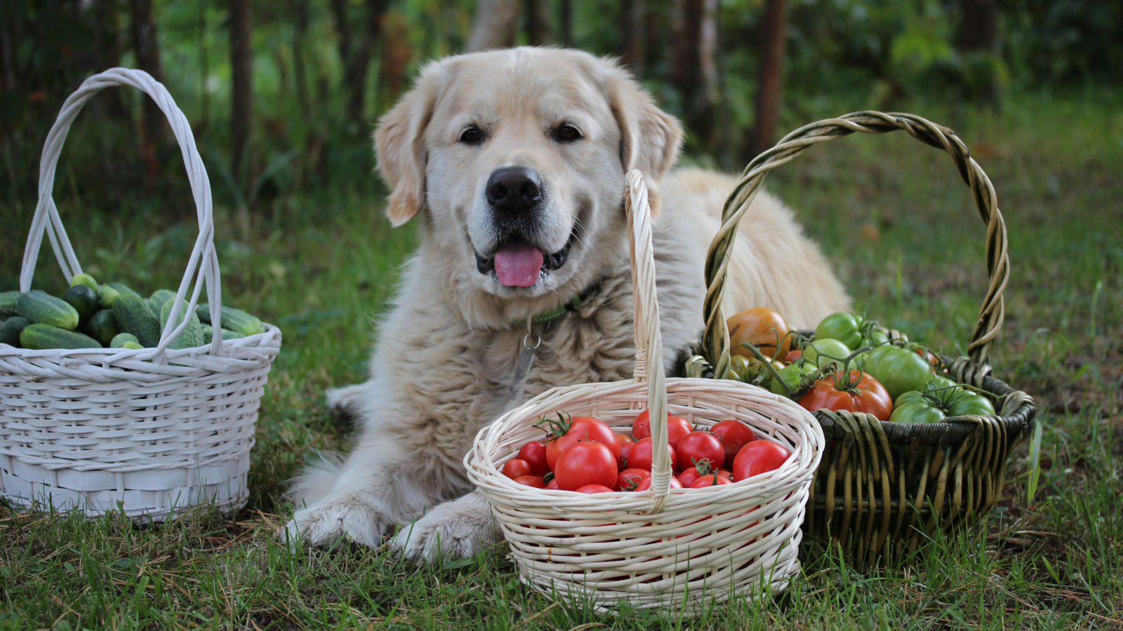 duerfen-hunde-tomaten-essen duerfen-hunde-tomaten-essen