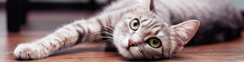 https://www.futter-fundgrube.de/media/c3/ef/e4/1714020519/Startseite-Katze_1280x1280@2x.jpg?ts=1748793079