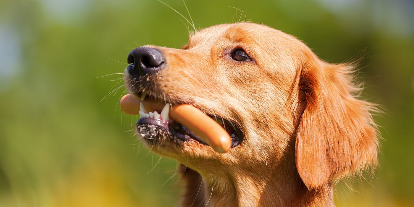 barf-wurst-hund