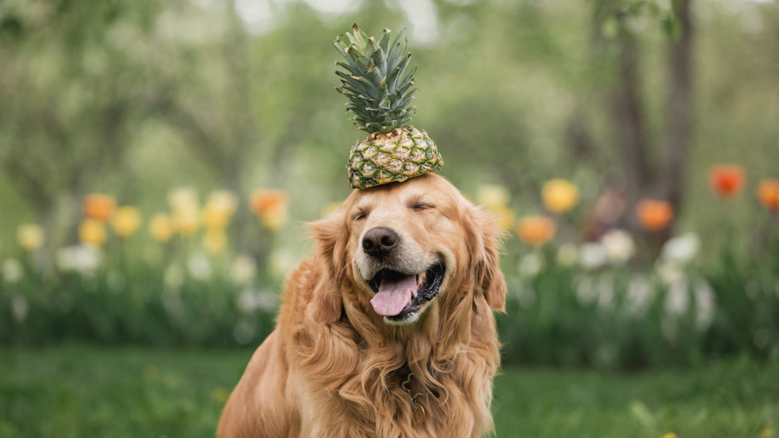 duerfen-hunde-ananas-essen duerfen-hunde-ananas-essen