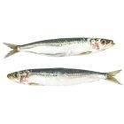 Sardinen 500 g