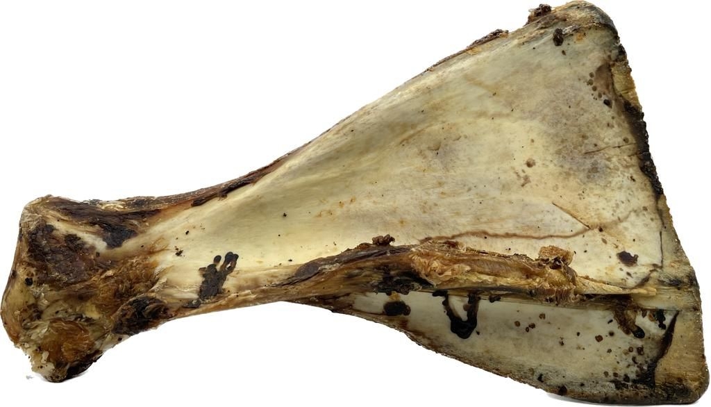Ein flaches, dreieckiges Rinderschulterblatt in hellbeiger Farbe mit dunklen Knorpelresten und braunen Fleischspuren an den Rändern und entlang des Knochenschafts.