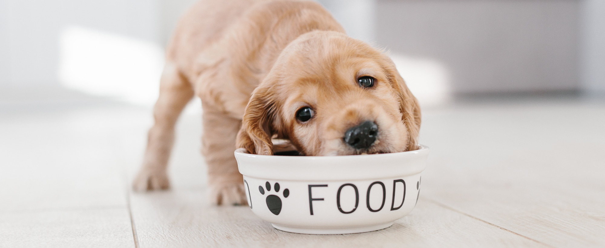 barf-hunde
