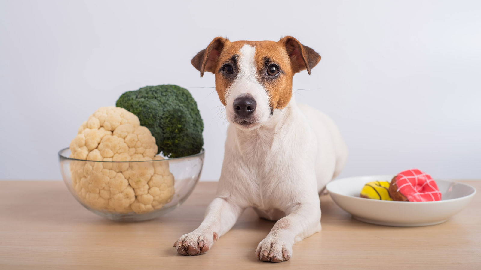 duerfen-hunde-blumenkohl-essen duerfen-hunde-blumenkohl-essen