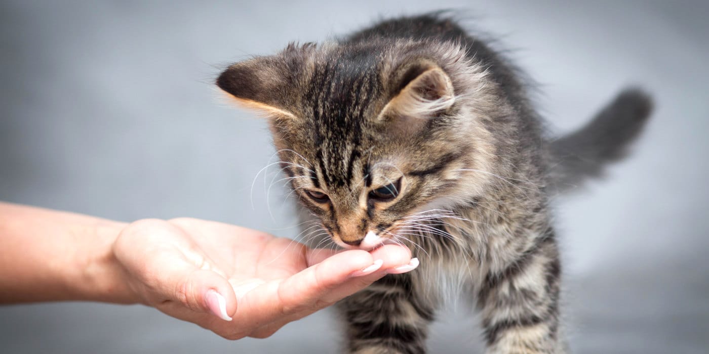 barf-frostfutter-katze