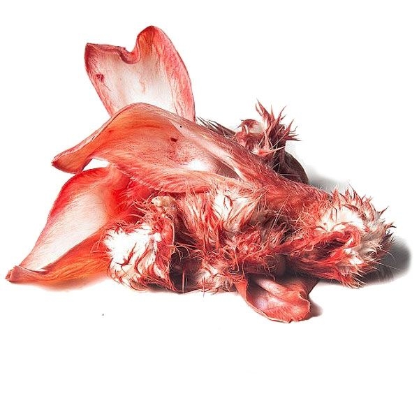 Rohe Kaninchenohren mit Fell und Hautresten, unregelmäßig geformt. Die Oberfläche ist rot bis rosa mit teils behaarten und teils glatten Bereichen.