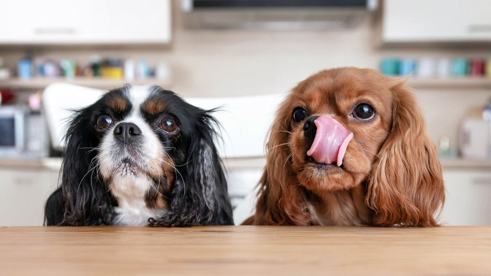 was-duerfen-hunde-essen-ernaehrungslexikon was-duerfen-hunde-essen-ernaehrungslexikon
