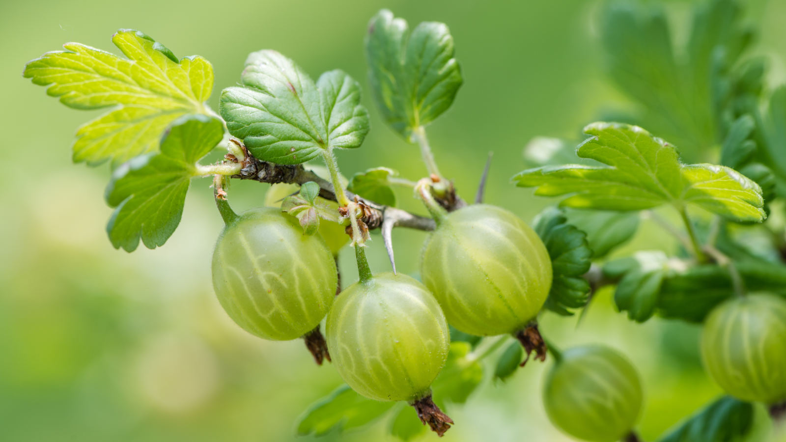 Dürfen Hunde Stachelbeeren essen?