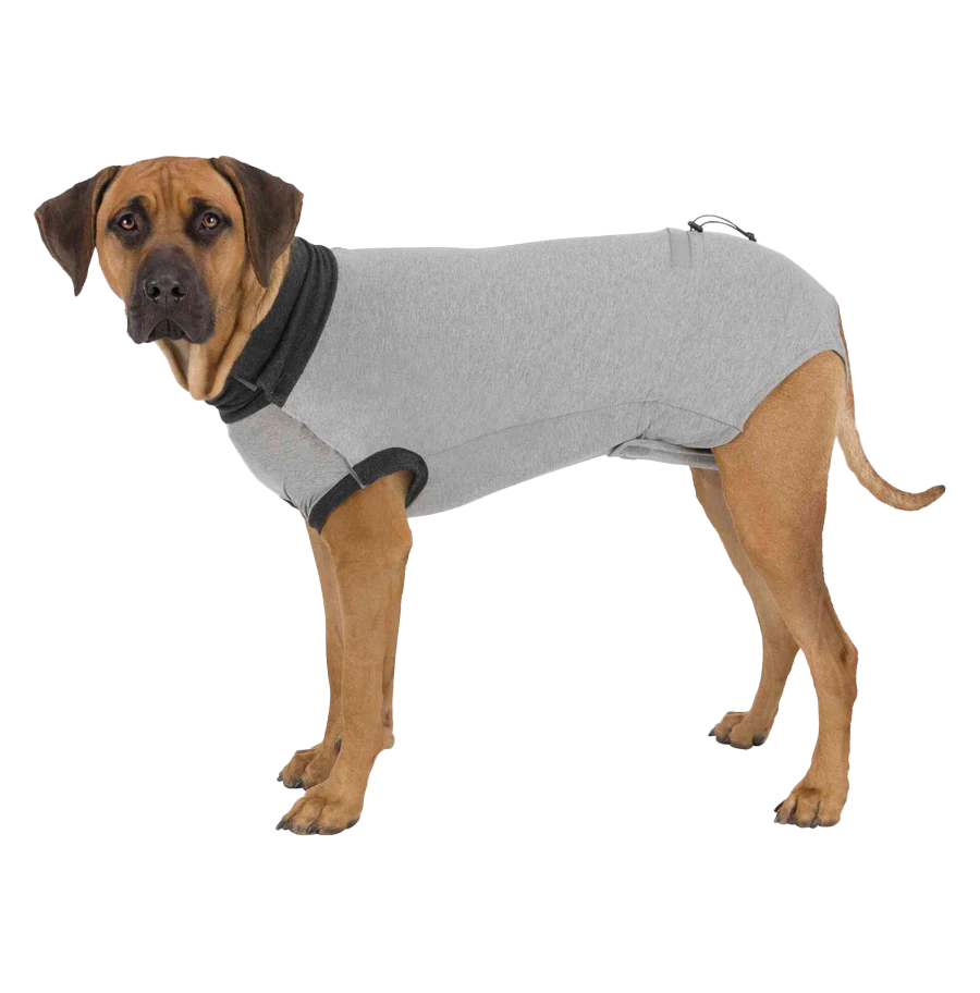 Hund trägt einen grauen OP-Mantel mit schwarzen Rändern an Hals und Beinöffnungen.