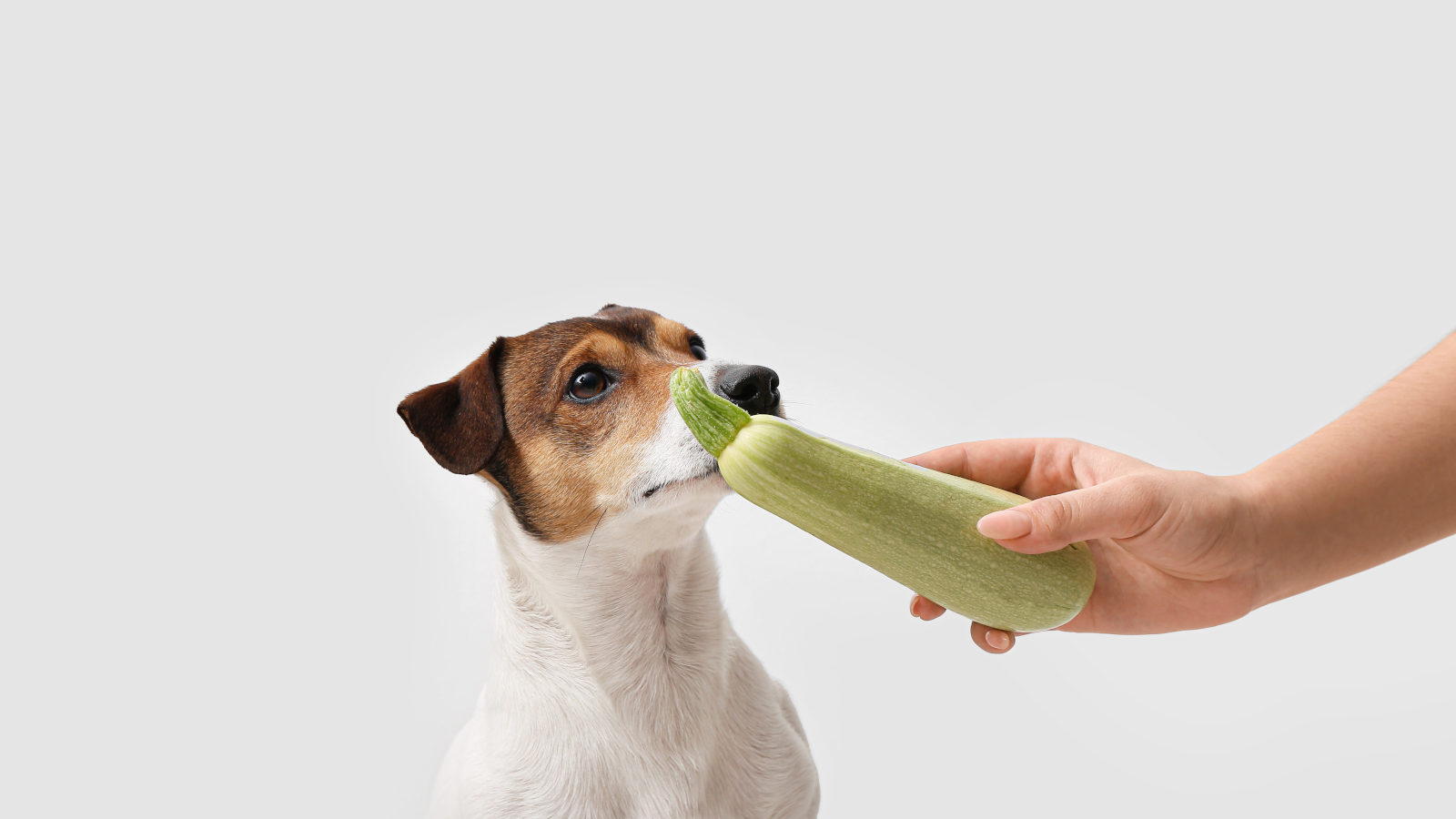duerfen-hunde-zucchini-essen duerfen-hunde-zucchini-essen