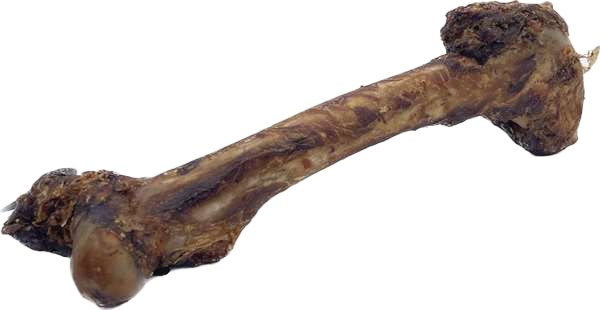 lange, braune getrocknete Rehbeine mit dichtem Fell und schwarzen Hufen, leicht überkreuzt auf weißem Hintergrund dargestellt.