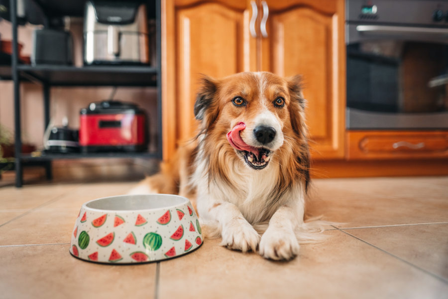 Hungriger Hund liegt neben Barf-Futternapf