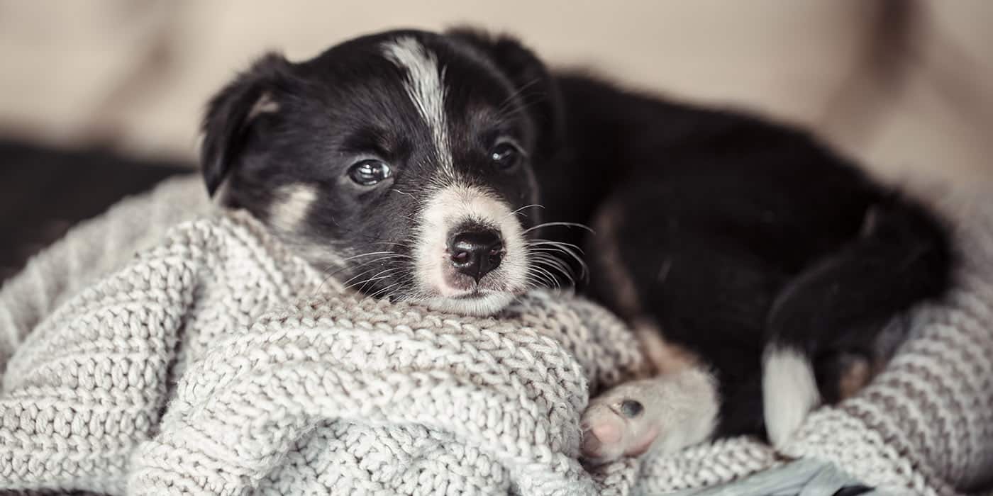 barf-hundefutter-welpen