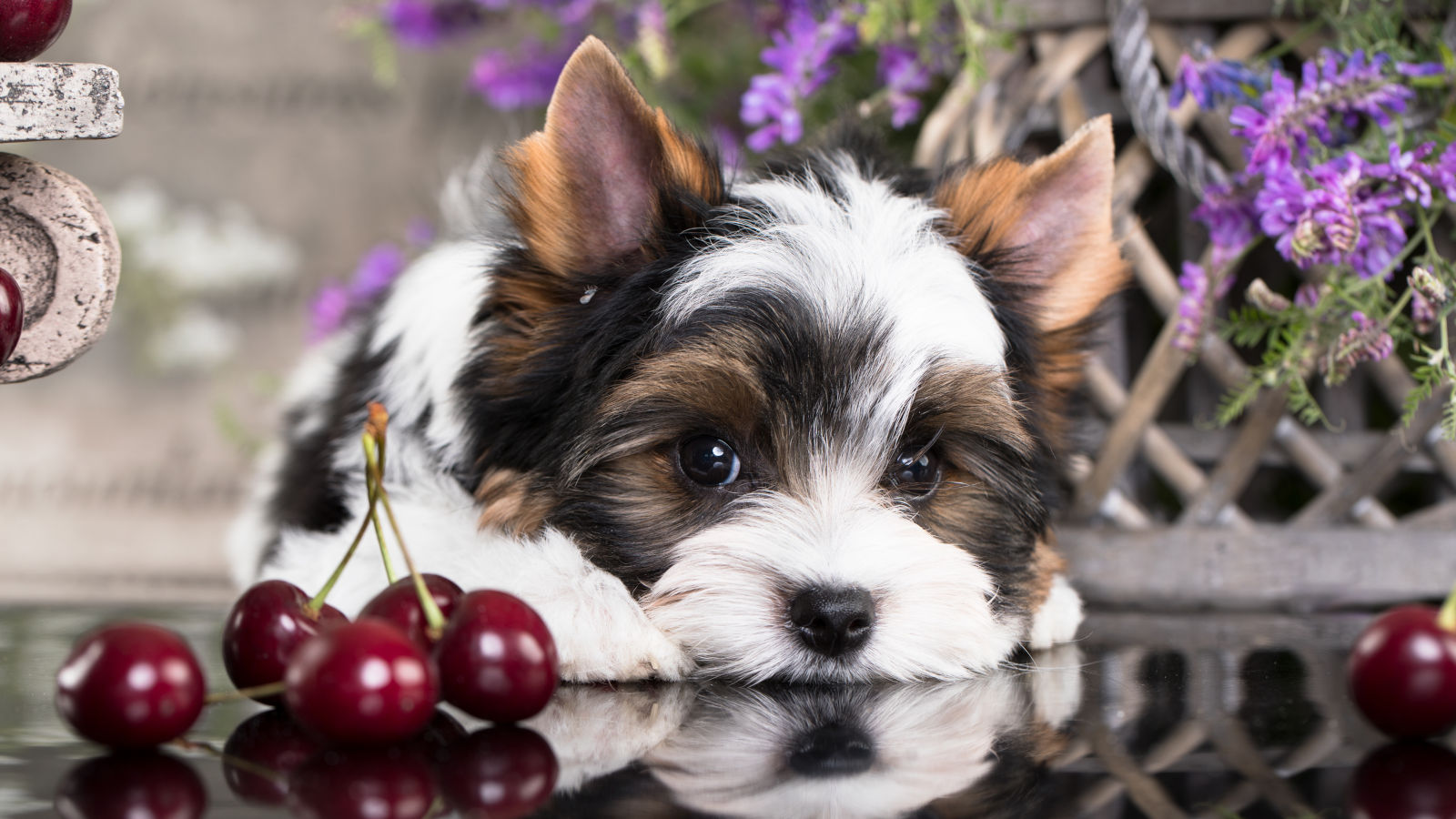 duerfen-hunde-kirschen-essen duerfen-hunde-kirschen-essen