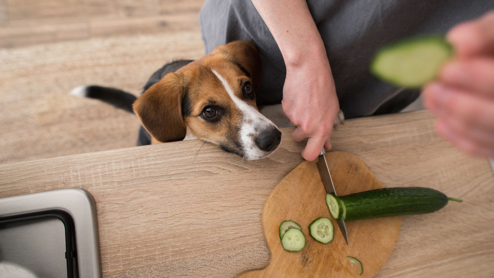 duerfen-hunde-gurken-essen