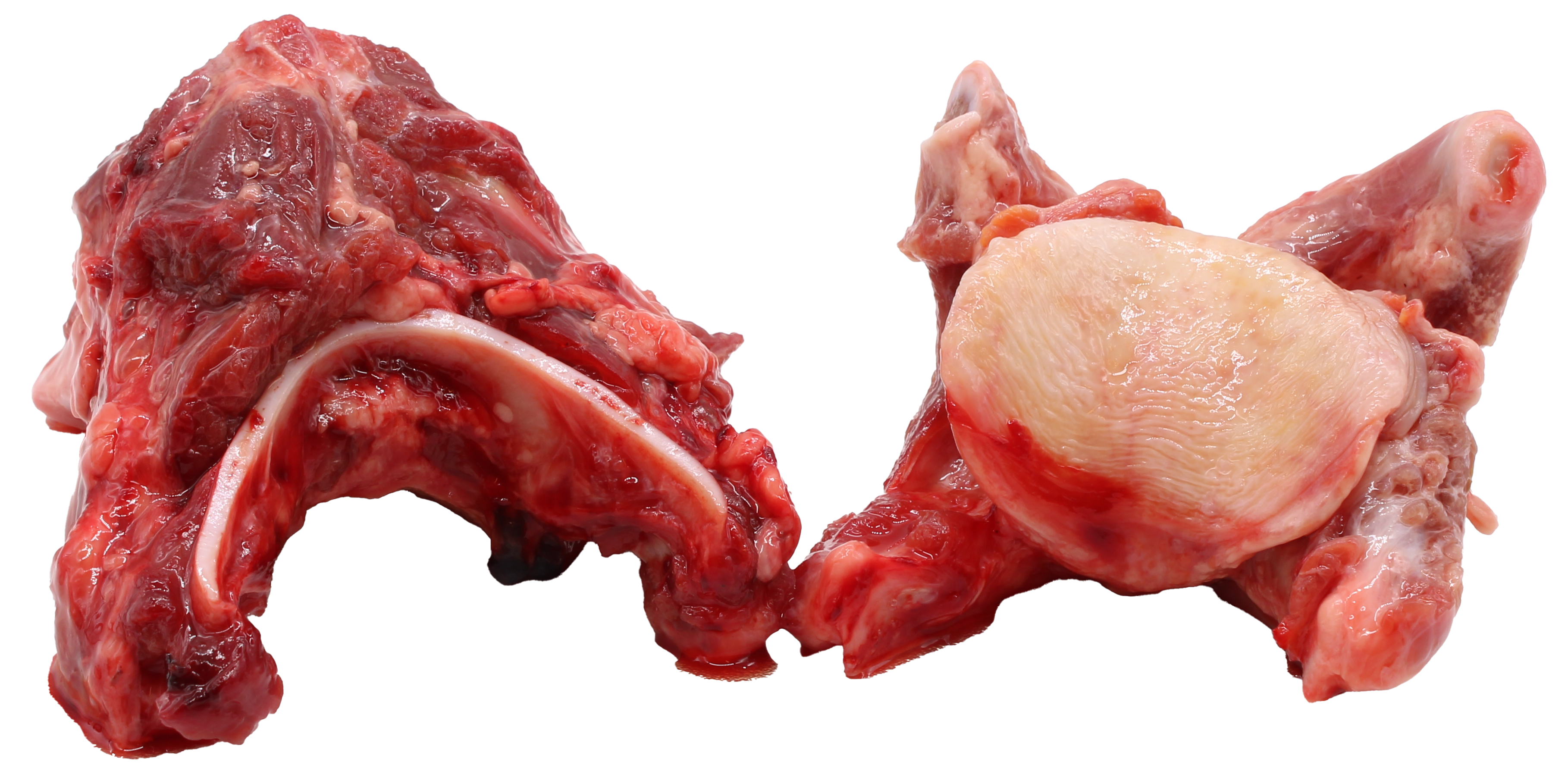 Zwei rohe, fleischige Rindergabelknochen mit sichtbarem Knochenanteil, rot gefärbtem Muskelfleisch und hellen Fett- und Knorpelbereichen, unregelmäßige Form, freigestellt.