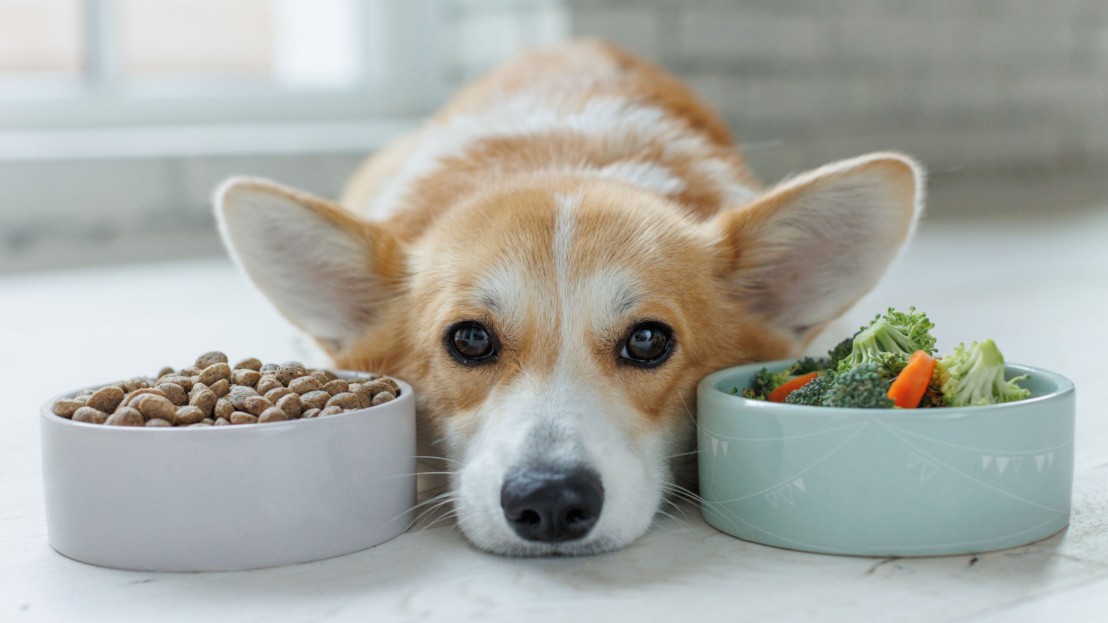 duerfen-hunde-brokkoli-essen
