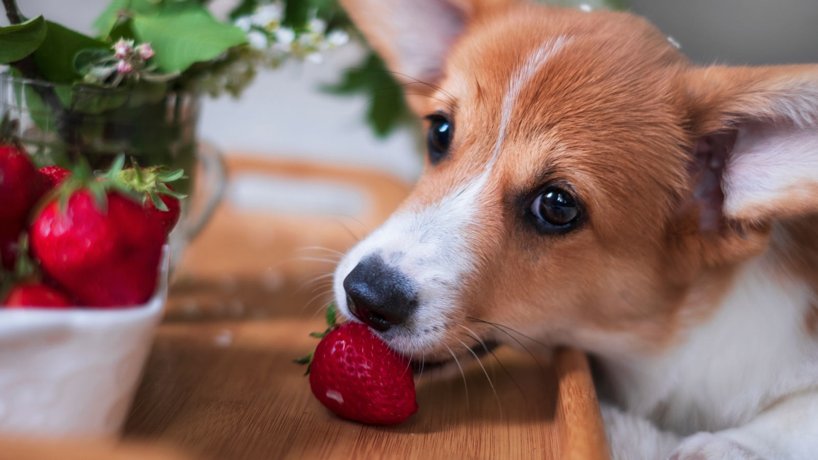 duerfen-hunde-erdbeeren-essen