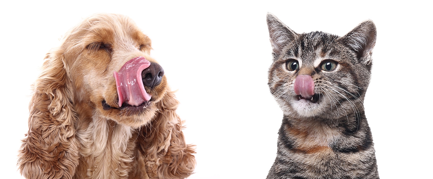 kaninchen-barf-hund