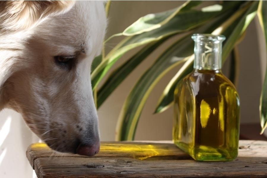 Ein helles, eckiges Glasfläschchen mit goldgelbem Öl auf einem Holztisch. Links im Bild schnuppert ein weißer Hund neugierig am Tischrand.