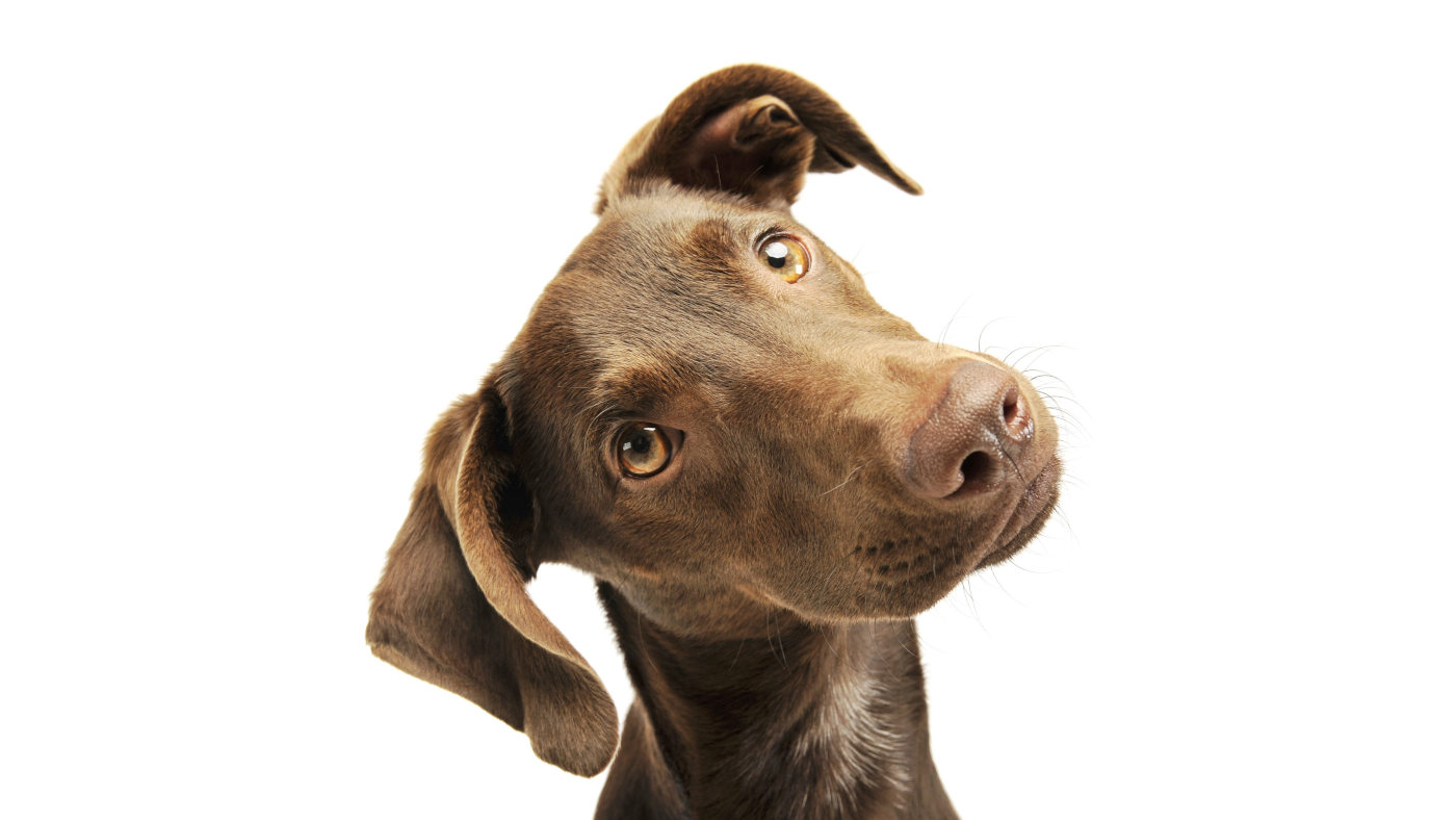 Rinderohren-Hund-Welpen