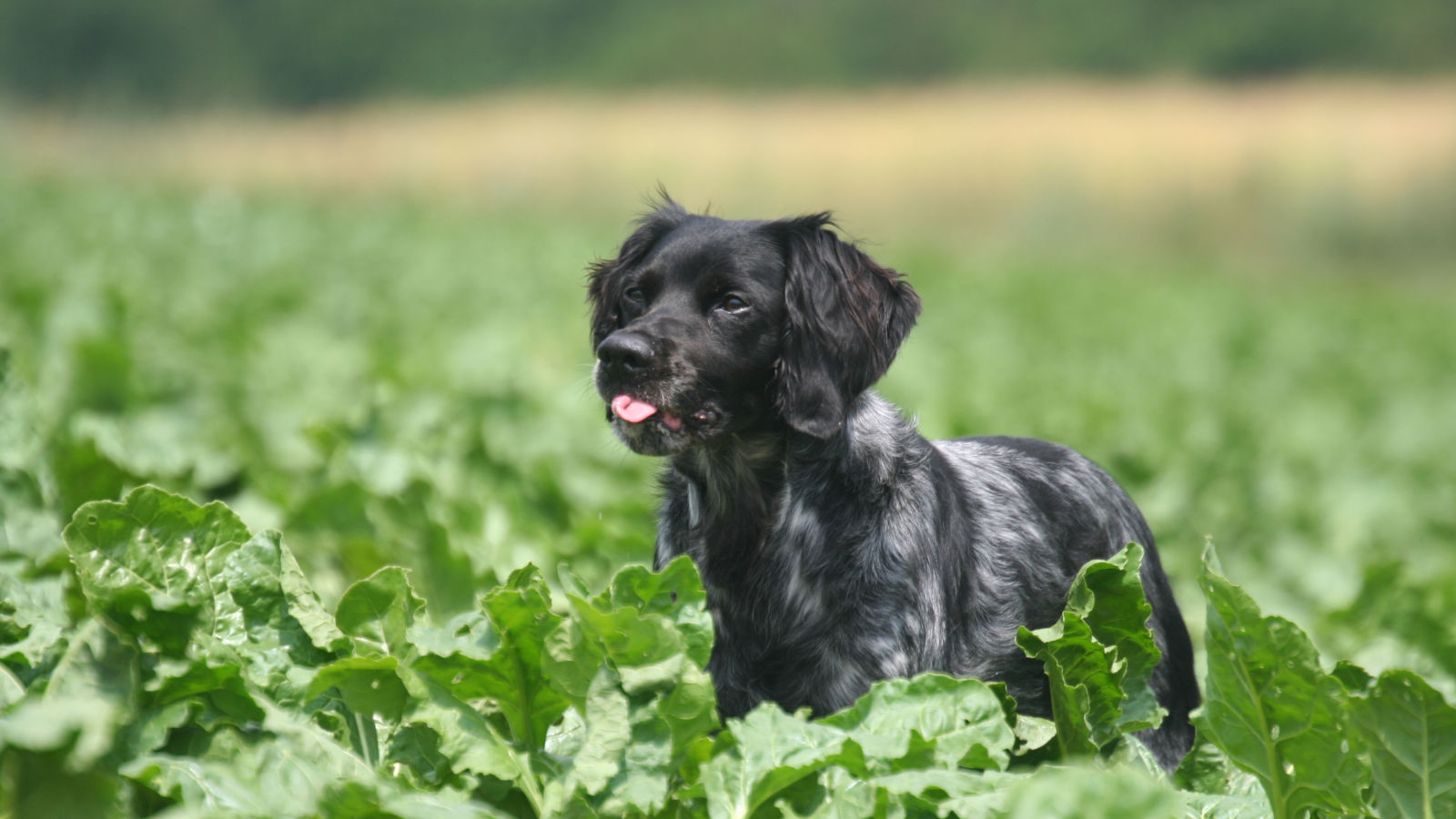 duerfen-hunde-spinat-essen