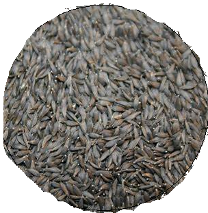 Salatsamen, schwarz 5 kg