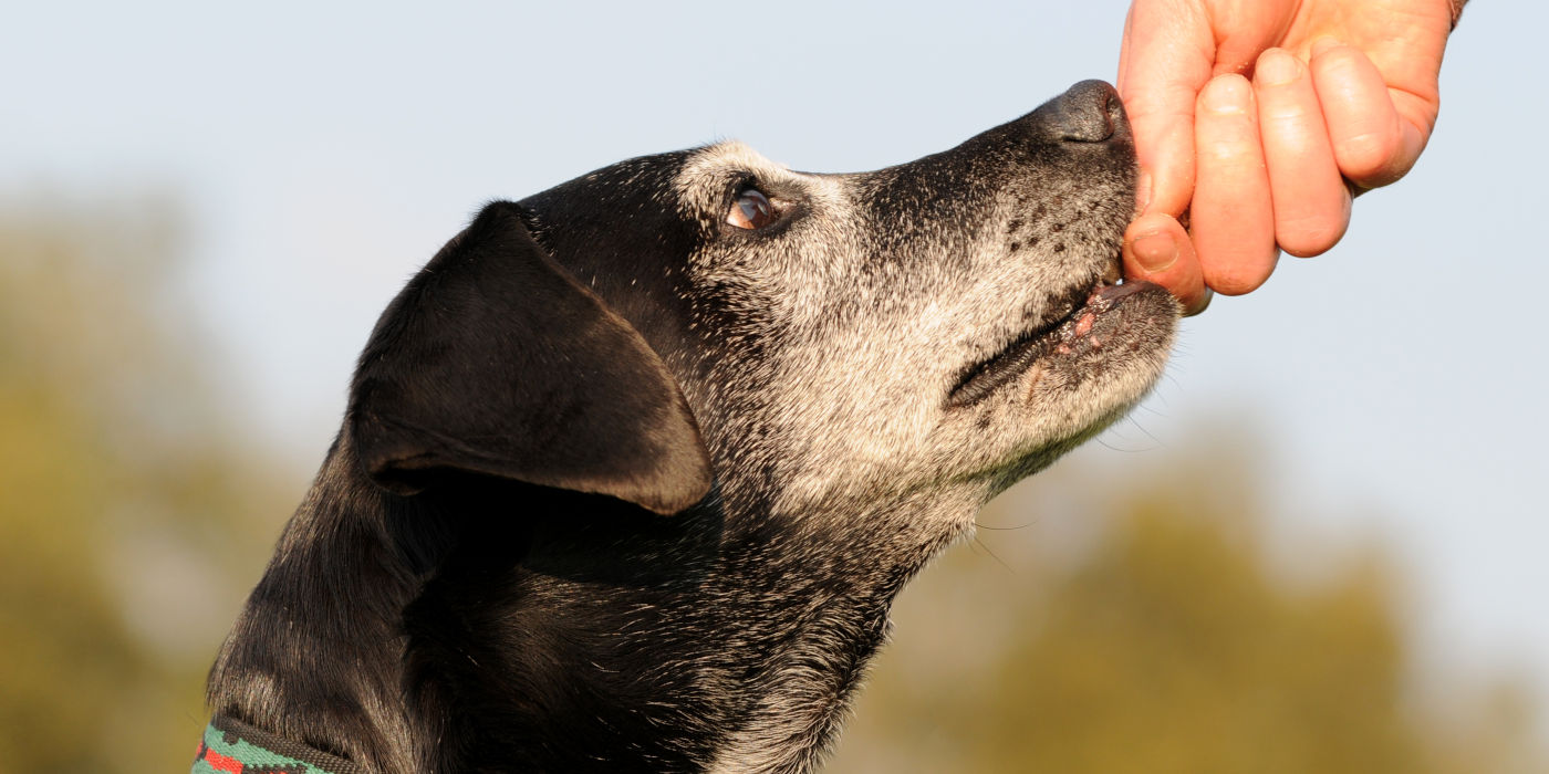 Barf-Menge berechnen für den Hund