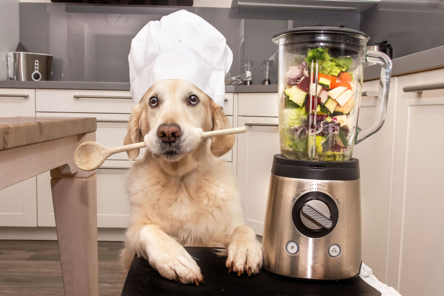 Hund mit Kochmütze neben einem Mixer voller Kohlrabi und Gemüse