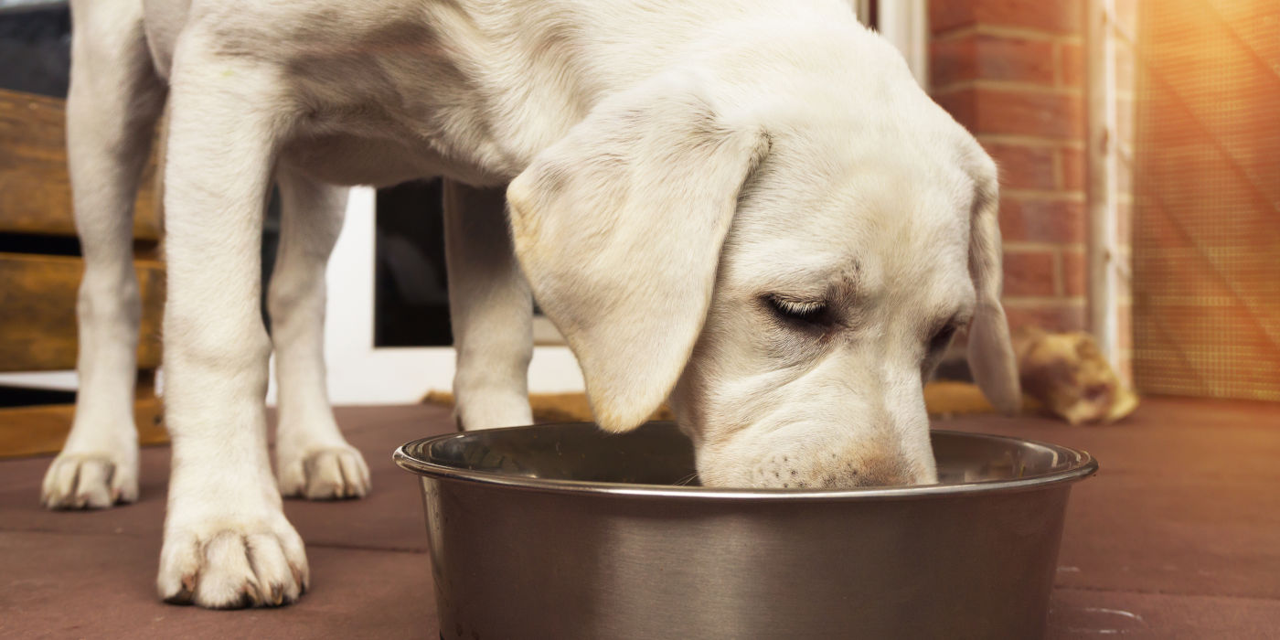 Barf Rechner für Hunde