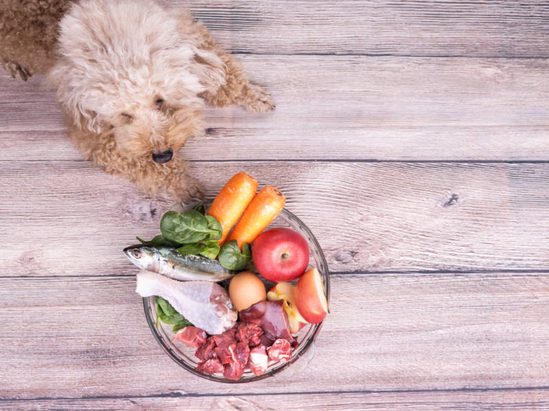 Futternapf mit Gemüse, rohem Fleisch und Fisch für den Hund