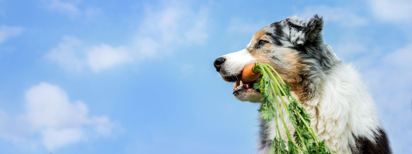 Hund mit Karotte im Maul