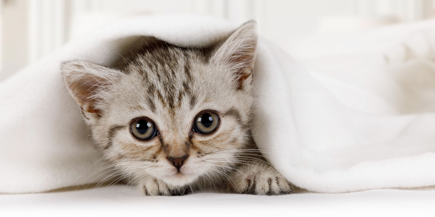 Junges Kitten schaut unter einer Decke hervor