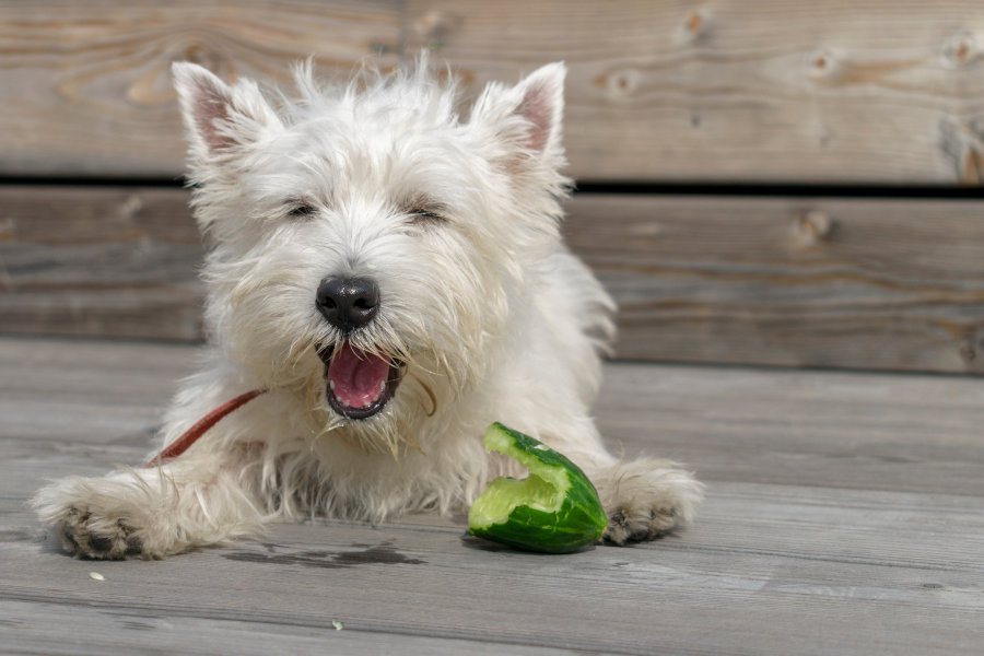 Kleiner Hund frisst ein Stück Gurke