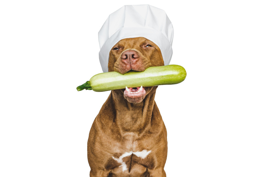 Hund trägt Zucchini im Maul