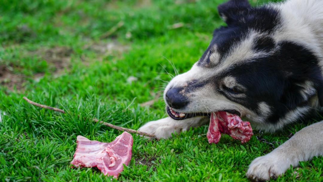 Barf-Plan-Hunde Barf-Plan-Hunde