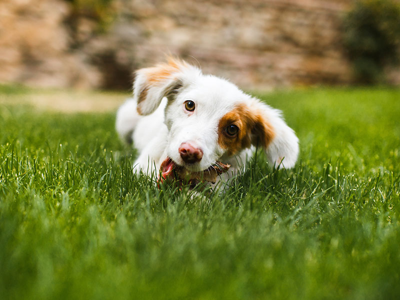 Hund kaut Pferdefleisch